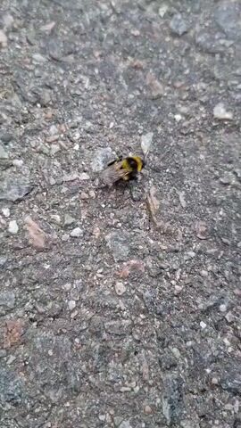 A bumblebee is shown from a high-angle, close-up perspective, resting on a textured, gray asphalt surface. The bumblebee is mostly black with distinct yellow stripes on its abdomen and thorax. Its wings are visible and appear slightly translucent. The asphalt is composed of small, dark gray stones mixed with lighter gray and reddish-brown gravel. The lighting suggests it is daytime, and the overall scene appears to be outdoors, possibly on a road or pathway in Loo, Estonia, given the provided location context. The bumblebee is stationary, with no visible activity other than its presence on the ground. The image is a still frame, implying it's a screenshot from a video. There is no visible text within the frame.