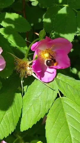 A bumblebee is seen on a pink flower with a yellow center, surrounded by green leaves. The bumblebee is actively moving around the center of the flower, appearing to collect pollen or nectar. Another withered flower is visible to the left. The scene is brightly lit by natural light.