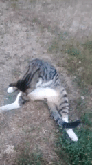 Cats, chickens, and late-summer gardens in rural Ukraine