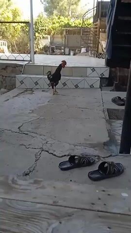 A rooster stands on a cracked concrete patio. Next to it, a pair of black flip-flops. To the right, a black metal pole rises upwards, with stairs behind it. A small white and black kitten walks towards the flip-flops.