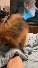 Pets indoors and a smokestack sunset in Khimki