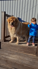 Kid and big dogs hanging out at a rural Russian dacha