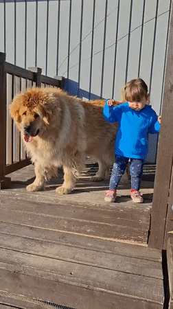 Kid and big dogs hanging out at a rural Russian dacha