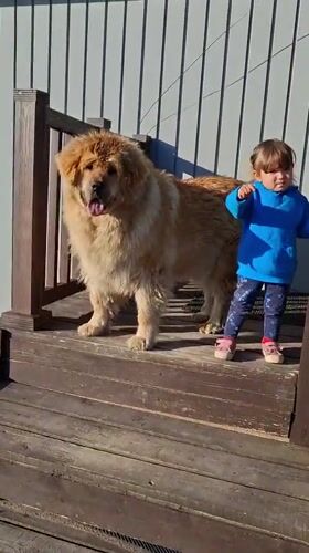 Kid and big dogs hanging out at a rural Russian dacha