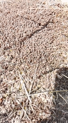 Massive ant colony documented in rural Russia