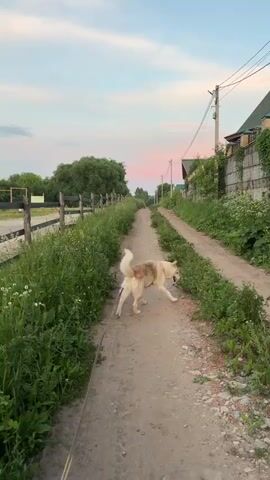 A dog on a leash is walking down a dirt path bordered by tall grass and trees, with a house and power lines in the background. The sky is a soft pink and blue. The dog stops to sniff the grass. A black and white cat appears on the path ahead and walks towards the camera.