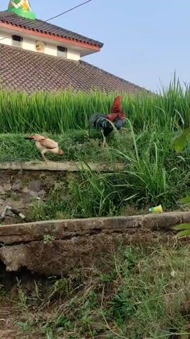 A rooster and a hen forage in the grass near a rice paddy. In the background, a building with a tiled roof and a domed structure is visible. The sky is clear.