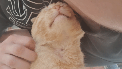 Orange tabby cat enjoys affection in Bulgarian village