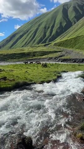 The video shows a mountain landscape with a river in the foreground. The river is flowing rapidly, with white water visible. The banks of the river are covered in green grass and some rocks. In the middle ground, there is a grassy meadow with several cows grazing. In the background, there are steep, green mountains. The sky is blue with some white clouds. The overall scene is one of a natural, rural environment.