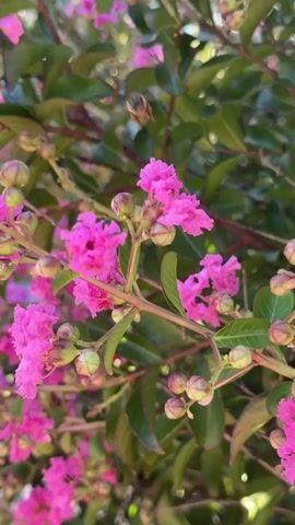This media file captures a close-up view of a blooming Crape Myrtle tree in the municipality of Promachos, Greece. The vibrant pink flowers and green foliage dominate the frame, creating a lush and colorful spectacle. A bee is visible, hovering near one of the blossoms, suggesting a lively natural setting. The sunlight appears bright, indicating it's likely daytime, possibly late morning or early afternoon, casting a warm glow on the scene. The background is slightly blurred, focusing attention on the intricate details of the flowers and buds. The overall impression is one of natural beauty and tranquility, showcasing a quintessential summer scene in a Mediterranean landscape. There is no visible text in the media file.