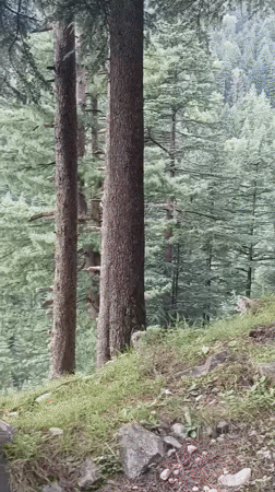 Saffron robes and pine forest on a Himalayan hillside morning