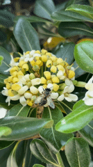 Honeybee forages among flowers in Bar, Montenegro
