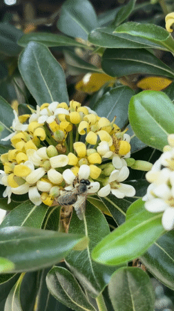 Honeybee forages among flowers in Bar, Montenegro