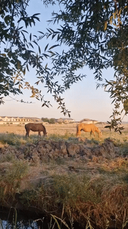 Horses grazing at sunset on Tashkent's outskirts