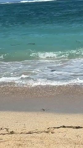 A video taken from a sandy beach shows the turquoise ocean. Gentle waves are breaking on the shore. In the distance, a traditional outrigger boat with a blue and white hull and pink outriggers is visible on the water. The boat appears to be stationary. The sky is clear and blue.