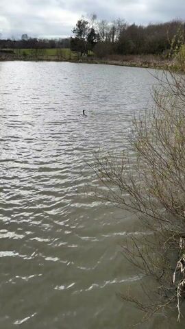 The video shows a cormorant swimming in a lake on a cloudy day. The camera zooms in on the bird as it moves through the water. The lake is surrounded by trees and grass.