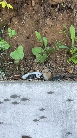 A chipmunk is eating seeds from a small white dish placed on a concrete ledge. The chipmunk is small with brown and white stripes on its back. The dish is filled with sunflower seeds. Behind the chipmunk, there is a dirt embankment with some green plants growing. Below the concrete ledge, there is a concrete surface with many small, dark fish-shaped markings. The lighting suggests it is daytime.