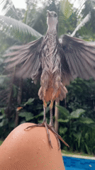 Waterbird forages at Nusa Dua resort pool