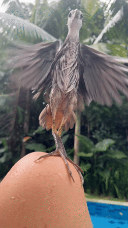 Waterbird forages at Nusa Dua resort pool