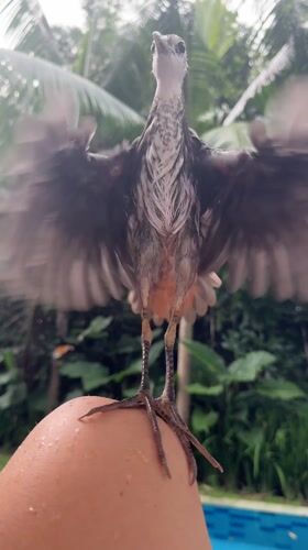 Waterbird forages at Nusa Dua resort pool