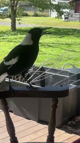 A black and white magpie stands on a wooden railing on a porch. It holds a berry in its beak and then swallows it. In the background, there is a green lawn, trees, a building, and a white vehicle. The lighting suggests it is daytime.