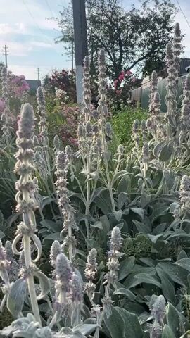 The video is a close-up, panning shot of Lamb's Ear plants in a garden. The plants are characterized by their tall, fuzzy spikes of purple flowers and soft, silvery-green leaves. The lighting suggests it is either early morning or late afternoon, with the sun casting long shadows and highlighting the texture of the plants. In the background, other garden plants, including pink flowers, and a fence can be seen. A utility pole is visible on the left side of the frame. There are no people or animals present in the video.