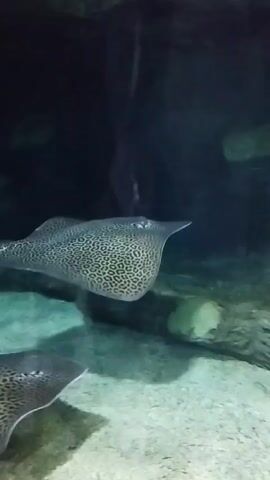 The video shows a close-up view of several spotted eagle rays swimming in an aquarium. The rays have distinctive black spots on their backs and large, wing-like pectoral fins. They are swimming in clear water with sandy bottoms and rocky formations. The lighting is dim, creating an underwater atmosphere. The rays appear to be moving gracefully and are close to the camera, allowing for a clear view of their patterns and shapes.