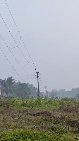 The video shows a view of a rural landscape under a misty or foggy sky. Tall green grass and small shrubs fill the foreground. In the middle ground, several utility poles are visible, with electrical wires strung between them. The wires extend across the frame, converging near the top. Trees, including a palm tree, are scattered throughout the scene, with some buildings partially visible in the background. The overall atmosphere is hazy and indistinct due to the fog or mist.