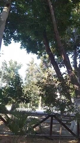 The video displays a low-angle shot of tall trees with green leaves against a bright blue sky. In the foreground, there is a wooden fence and a palm-like plant. The camera appears to be stationary.