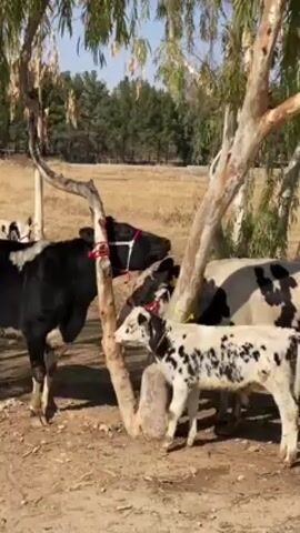 The video shows several black and white cows standing near a tree in a pasture. One of the cows is a calf with white fur and black spots. The cows are wearing red collars and ropes. The background is a dry, grassy field with trees in the distance. The sky is blue.