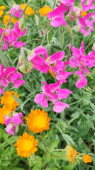 Garden flowers and rural landscapes documented in Ribeira Grande, Portugal