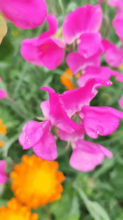 Garden flowers and rural landscapes documented in Ribeira Grande, Portugal