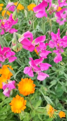 Garden flowers and rural landscapes documented in Ribeira Grande, Portugal