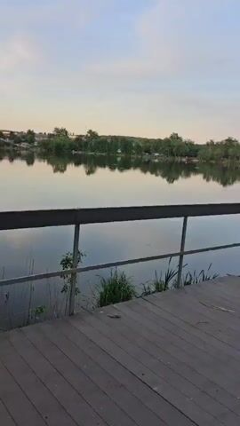 The video shows a calm body of water, likely a lake, with a wooden pier in the foreground. Lush green trees line the opposite shore, their reflections visible in the water.  Several buildings are partially visible among the trees. Cars are parked along the shoreline in one section. The sky is a pale, soft color, suggesting either dawn or dusk.  The camera pans slightly to the right.