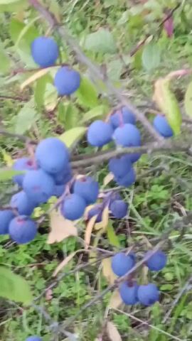 A close-up shot focuses on a cluster of ripe, deep blue berries growing on a branch. The berries are round and plump, with some showing a slight reddish hue near their stems. They are clustered together on thin, woody stems. In the background, blurred green leaves and foliage suggest an outdoor, natural setting, possibly a bush or tree. The lighting appears to be soft, hinting at an overcast day or the shade of surrounding vegetation. There are no people or animals visible in the frame. The video is short, capturing a still image of the berries.
