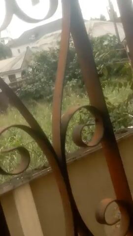 The video shows a close-up view through a decorative metal fence. The fence is made of rusted, dark metal bars with curled designs. Behind the fence, there is overgrown grass and bushes. Further in the background, a white building with a dark roof can be seen. The sky is overcast and appears bright. There are no people visible in the video.
