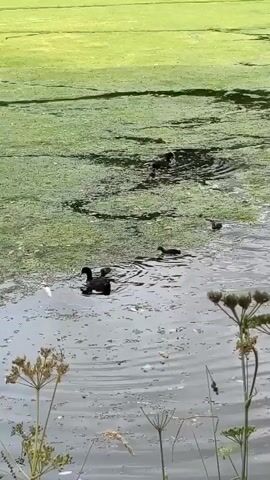 A group of ducks swims in a pond covered with green algae. There is one adult duck with three ducklings following behind it. The ducklings are small and black, while the adult duck is larger and black. The water is murky and there are some plants growing in the foreground. The background is a grassy field.