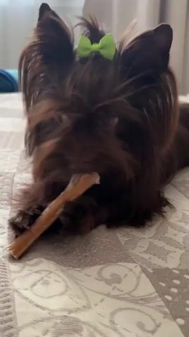 A close-up shot shows a small, dark brown dog with a green bow on its head chewing on a light-colored bone. The dog is lying on a bed with a patterned cover. The dog's fur is long and covers its eyes. The bone is held in the dog's mouth at an angle. The background is blurred, but appears to be a room with curtains.