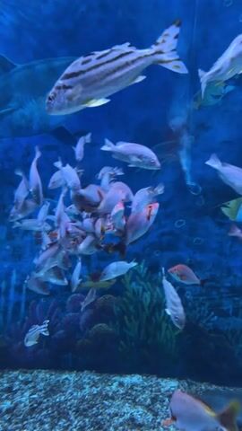 The video shows a school of fish swimming in an aquarium. A shark is also visible in the background. The water is blue and there is coral at the bottom of the tank. The fish are of various sizes and colors. Some of the fish are schooling together, while others are swimming individually. The shark is swimming slowly and appears to be observing the fish. The video is shot from a slightly low angle, looking up at the fish and shark. The lighting is dim, giving the scene an ethereal quality.