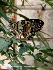 Nighttime nature documentation captures butterfly, community spaces in Lhokseumawe
