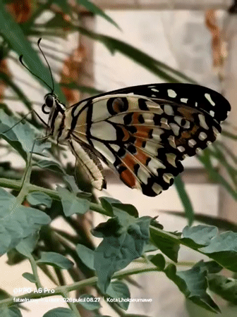 Nighttime nature documentation captures butterfly, community spaces in Lhokseumawe
