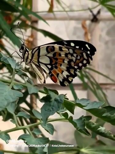 Nighttime nature documentation captures butterfly, community spaces in Lhokseumawe