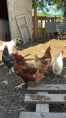 A flock of chickens, consisting of at least five birds, is gathered in a dirt enclosure. The chickens vary in color, with some being predominantly white, others a mix of brown and white, and at least one appearing to be dark speckled. The environment seems to be a farmyard or backyard, with a rustic wooden structure resembling a coop or shed in the background. A discarded window frame leans against the shed. A wooden pallet lies on the ground in the foreground. The chickens are actively moving around, pecking at the ground, and interacting with each other. The lighting suggests it is daytime, with sunlight casting shadows.