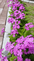 Early morning garden scenes documented in Birobidzhan, Russia