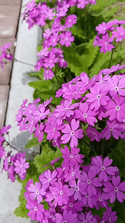 Early morning garden scenes documented in Birobidzhan, Russia