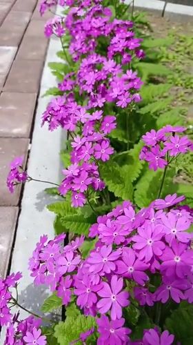 Early morning garden scenes documented in Birobidzhan, Russia