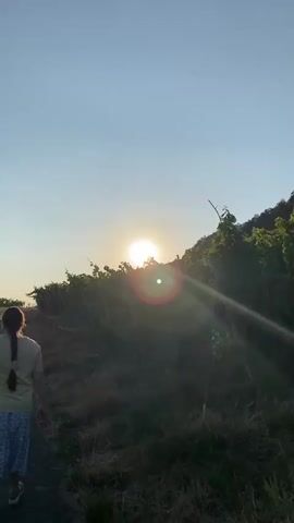 A person with long brown hair in a braid walks away from the camera on a path next to a vineyard. The sun is low in the sky, casting a warm glow and lens flare across the scene. The vineyard rows are on a gentle slope, with green leaves and wooden stakes visible. The sky is clear and blue.