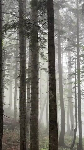 This is a vertical, wide shot of a misty forest. The subjects are tall, slender trees with dark bark and green foliage. The scene is a dense forest with a thick layer of fog obscuring the background. The activity, if any, is unclear, as the scene is static.

Notable details include the time of day, which appears to be morning or overcast afternoon due to the soft, diffused light. The weather is clearly foggy and damp, contributing to a sense of mystery and stillness. The location cues suggest a coniferous forest, possibly in a mountainous region given the dense growth and mist. The overall emotion conveyed is one of tranquility and solitude, with a hint of ethereal beauty.

There is no visible text in this media file.