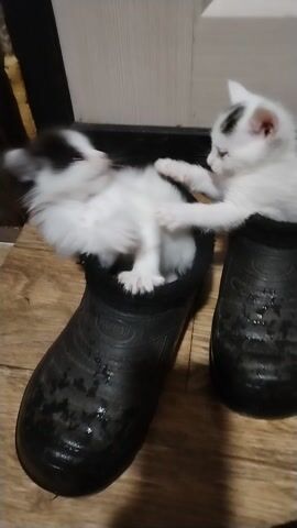 A pair of black rubber boots are placed on a wooden floor. Two small, white kittens with black markings are playing inside and around the boots. One kitten is partially in the left boot, with its head poking out. Another kitten is on top of the right boot, also with its head sticking out. The kittens are batting at each other. The lighting is dim.