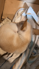 Small dog sleeps in cardboard box in Sofia